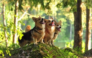 Картинка собаки, лес, трио