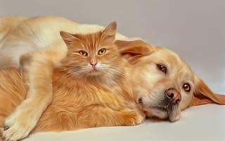Картинка рисунок, собака, кот