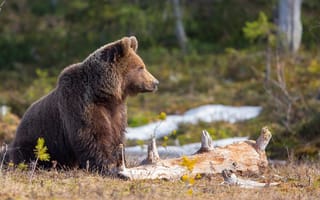 Картинка лес, медведь
