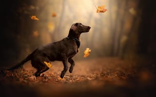 Обои собака, листья, осень