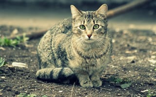 Картинка кошка, взгляд, животное
