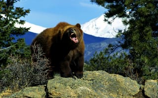 Картинка медведь, бурый, животное
