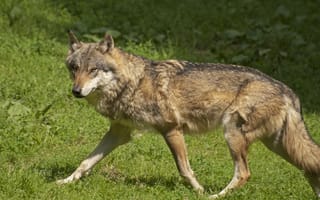 Картинка волк, хищник