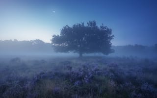 Картинка поле, дерево, туман