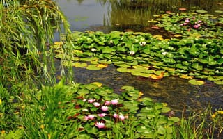 Картинка водяные лилии, вода, озеро