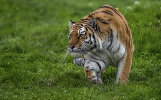 Картинка тигр, животные, взгляд, крадётся