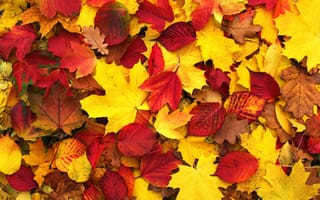 Картинка осень, лес, листья