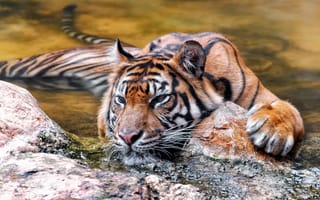 Картинка тигр, животные, взгляд
