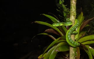 Обои змея, природа, чёрный, зелёная