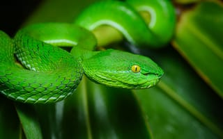 Картинка змея, природа, чёрный, зелёная