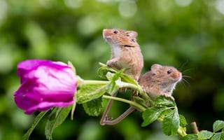 Картинка полевые мыши, пара, мыши, роза