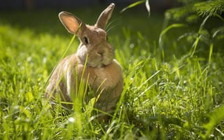 Картинка кролик, трава