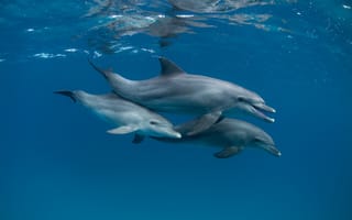 Картинка море, дельфины