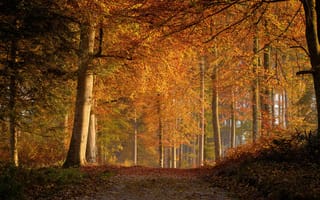 Картинка лес, осень