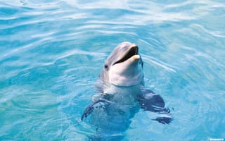 Обои дельфин, в воде