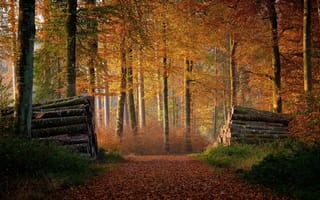 Картинка лес, осень, брёвна