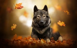 Картинка собака, осень
