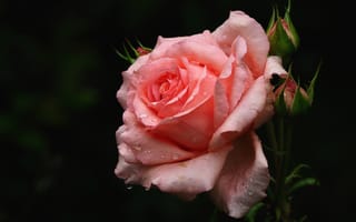 Картинка роза, боке