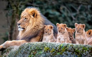 Картинка лев, хищник, львята