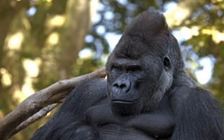 Картинка горилла, серая шерсть, взгляд