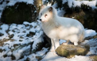 Картинка лиса полярная, животное