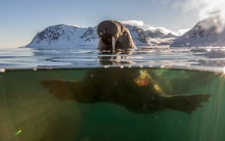 Картинка морж, вода