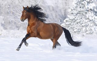 Обои лошадь, зима, снег