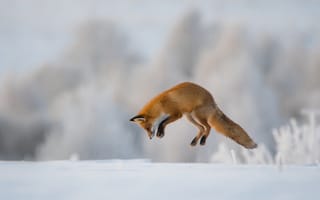 Картинка лиса, животные, снег