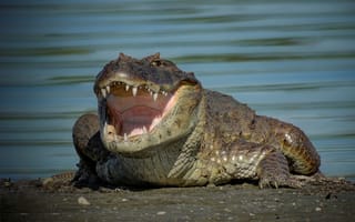Картинка крокодил, зубы, пасть