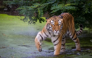 Картинка тигр, взгляд, вода, животные