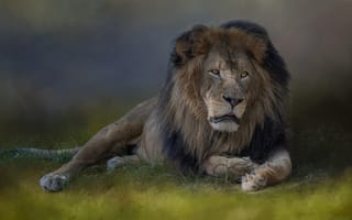 Обои лев, хищник, саванна