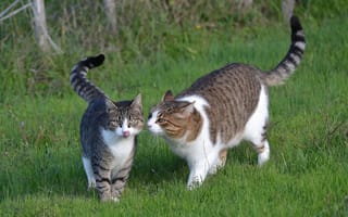 Картинка кошки, трава