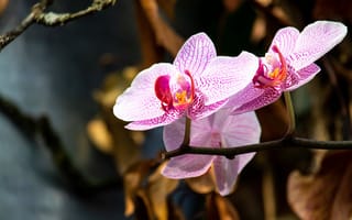 Обои орхидеи, ветки