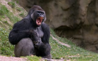 Картинка горилла, зубы, пасть