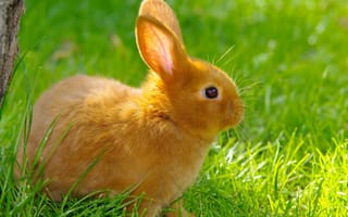 Картинка кролики, трава