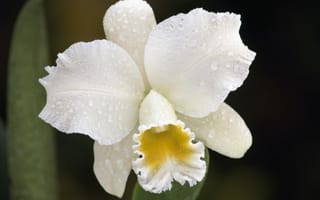 Картинка орхидея, капли дождя