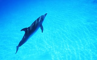 Картинка дельфин, море
