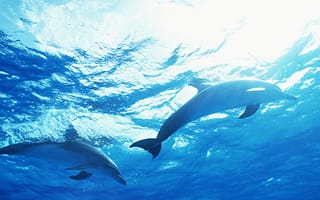 Картинка дельфины, в море, стая