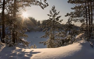 Картинка зима, деревья, снег