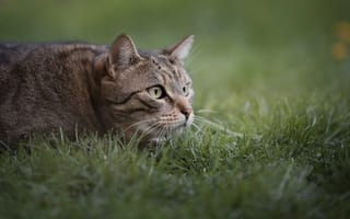 Картинка кот, лежит на траве, взгляд