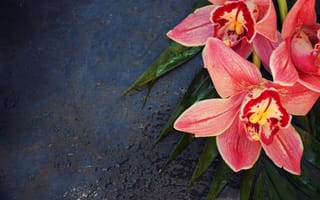 Картинка орхидеи, цветы