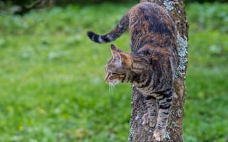 Картинка кошка, животное, на дереве