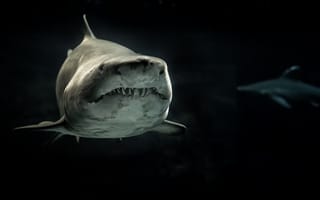 Картинка акула, хищник