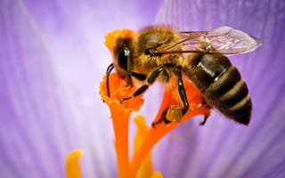 Картинка пчела, опыление цветка