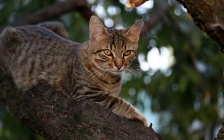 Картинка кот, сидит на дереве, взгляд