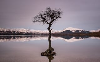 Картинка озеро, дерево в воде