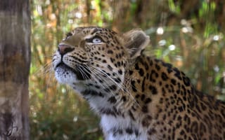 Картинка леопард, животное, хищник