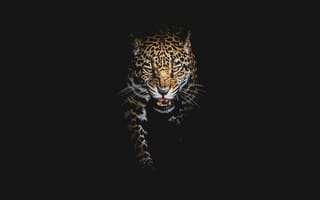 Картинка темнота, леопард