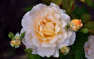 Картинка роза