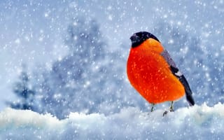 Картинка птица, зима, снегирь, снег